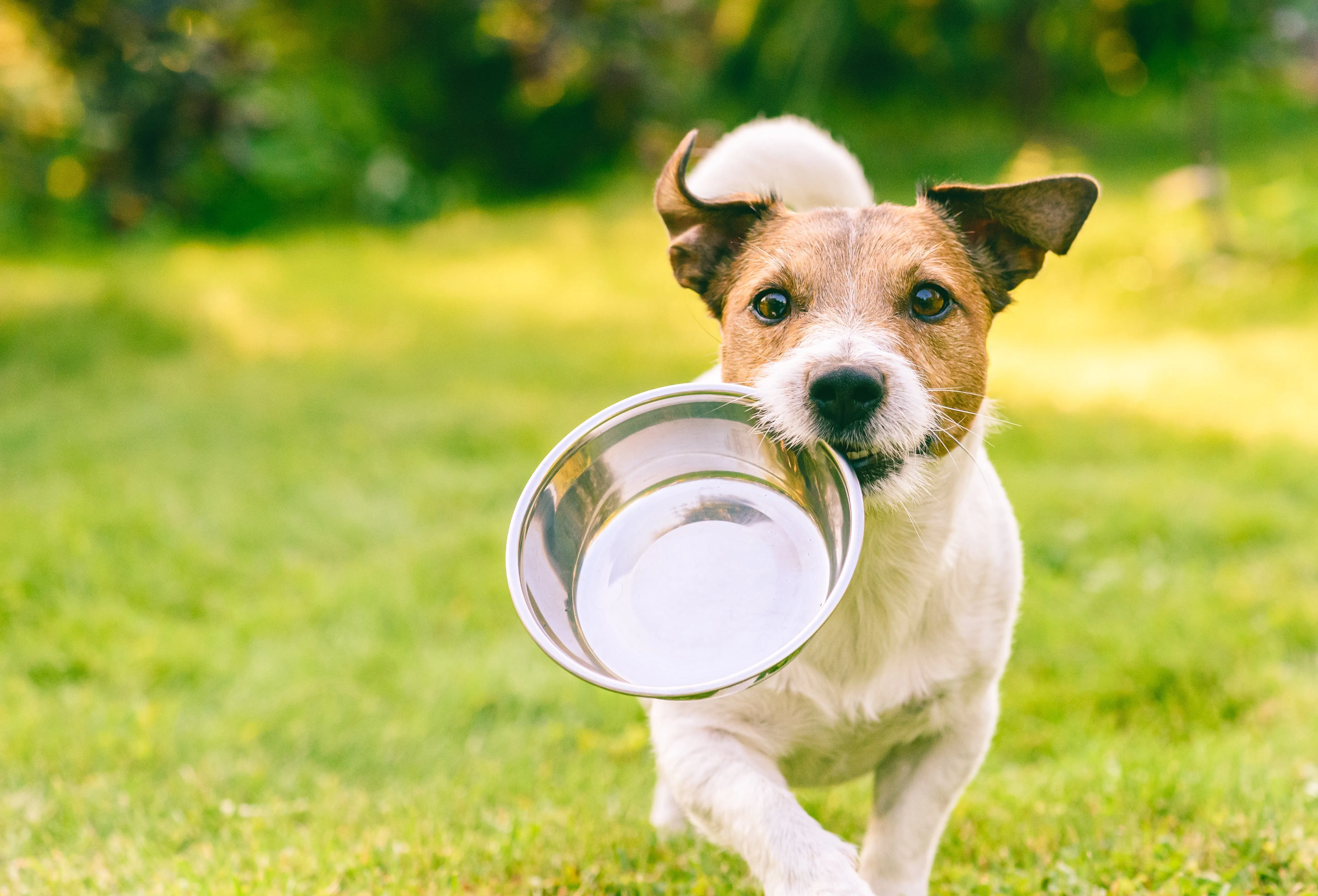 Pet Pantry: Animal Treats Buy a Bag of Food for Hungry Pets